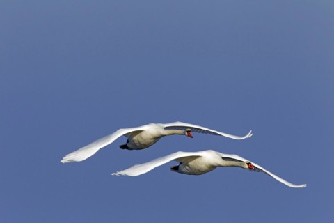Two Mute swans