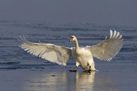 Mute swan