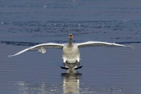 Mute swan