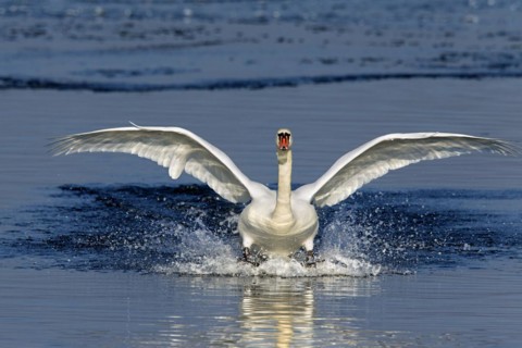 Mute swan