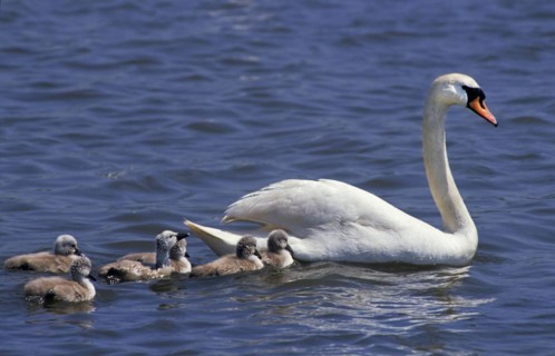 Mute Swan