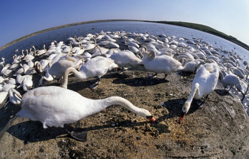 Mute Swans