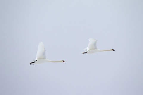 Two mute swans