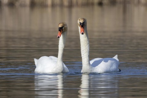 Mute swan