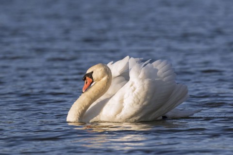 Territorial mute swan