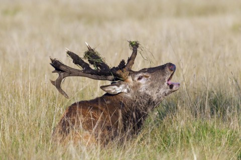 Red deer