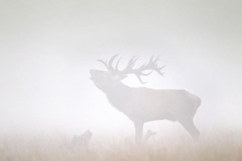 Red deer
