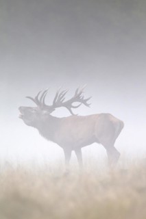 Red deer