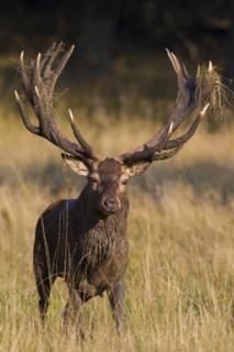 Red deer