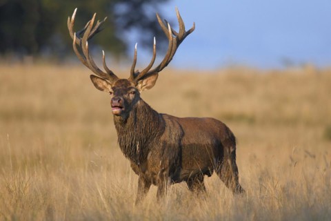 Red deer