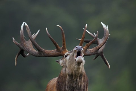 Close up of red deer