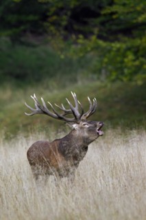 Red deer