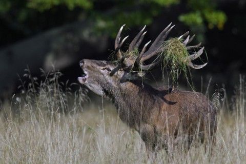 Red deer