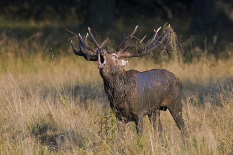 Red deer