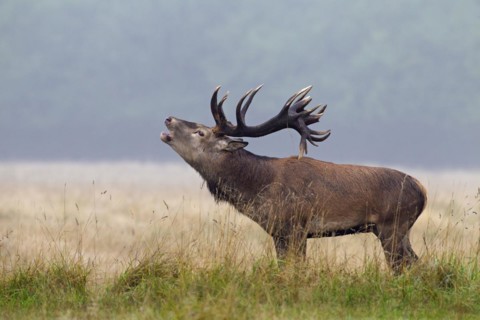 Red deer