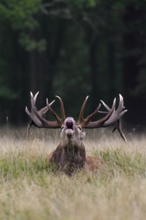 Red deer