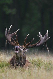 Red deer