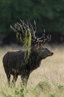 Red deer