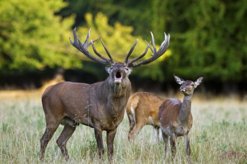 Red deer