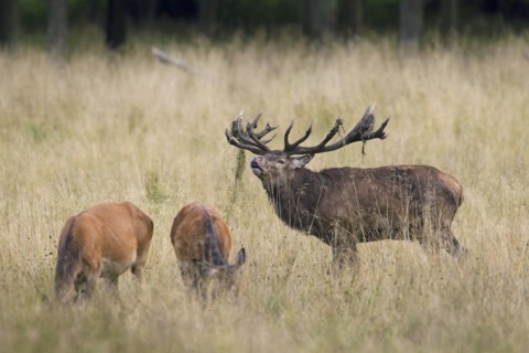 Red deer