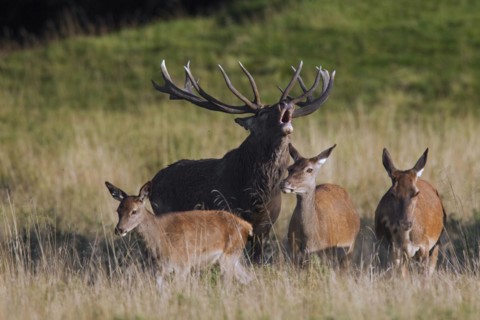 Red deer