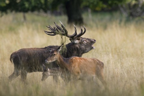 Red deer