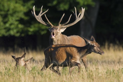 Red deer