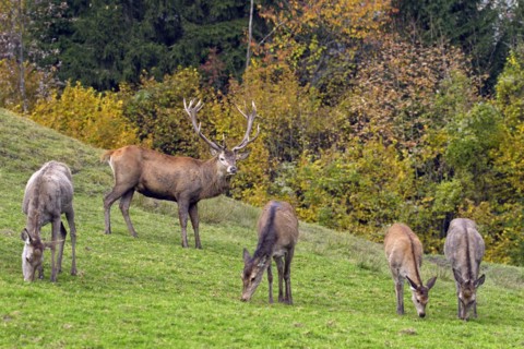 Herd of red deer