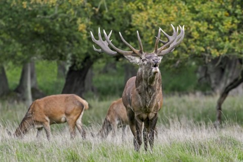 Red deer