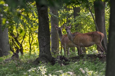 Herd of red deer