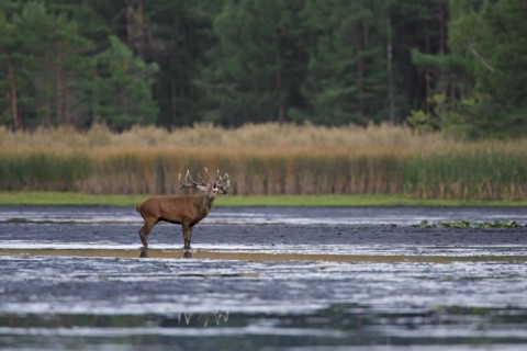 Solitary red deer