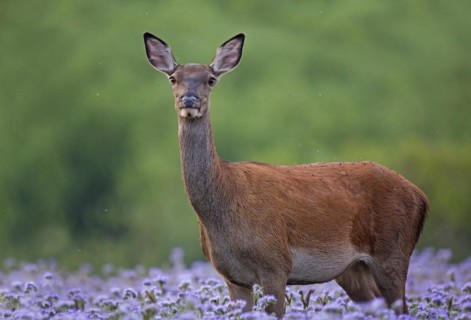 Flies on red deer