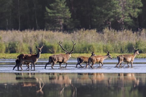 Red deer