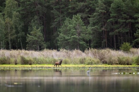 Red deer