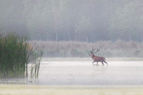 Red deer