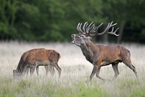 Red deer