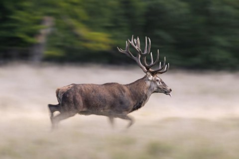 Red deer