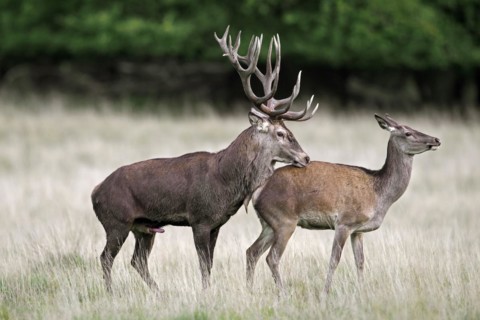 Red deer