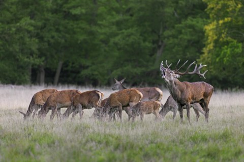 Red deer