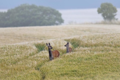 Red deer