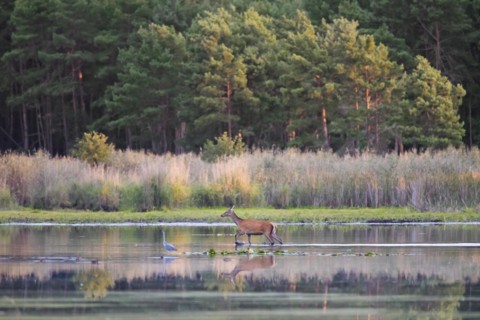 Red deer