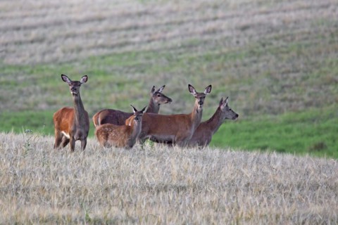 Red deer