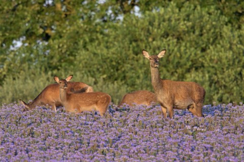 Red deer