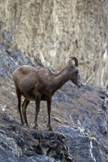Bighorn sheep