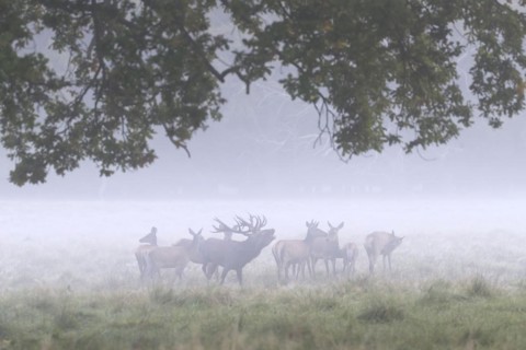 Red deer