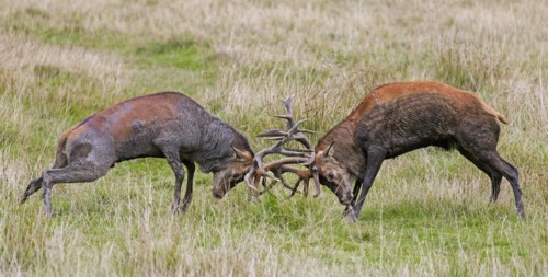 Two rutting red deer