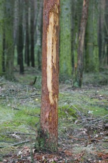 Damaged pine tree with bark stripped by red deer