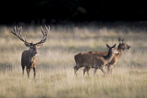 Red deer