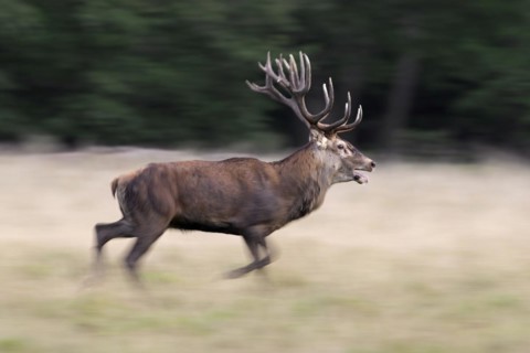 Red deer