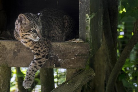 Geoffroy's cat